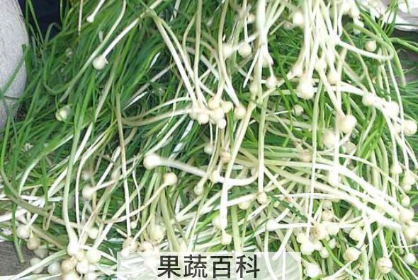 野葱怎么腌制好吃