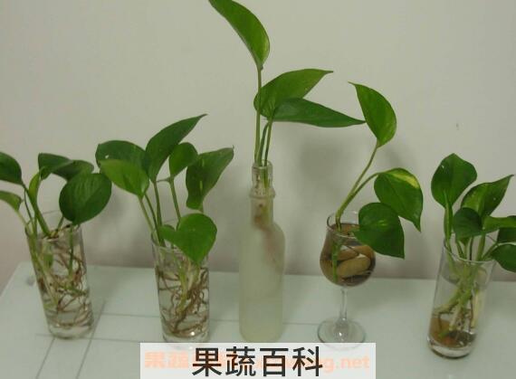 绿萝水培根茎怎么剪切 绿萝怎么水培方法图解