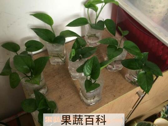绿萝水培根茎怎么剪切 绿萝怎么水培方法图解