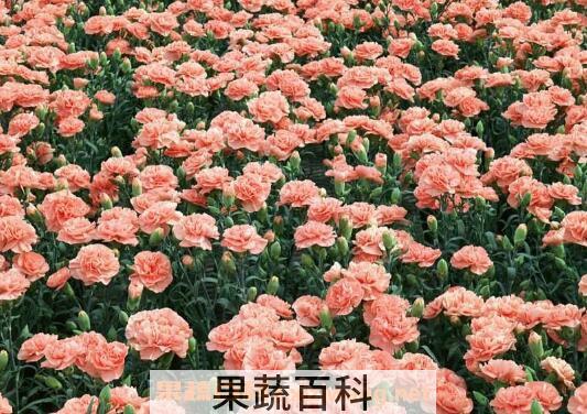 康乃馨如何养 康乃馨的养殖方法和注意事项 