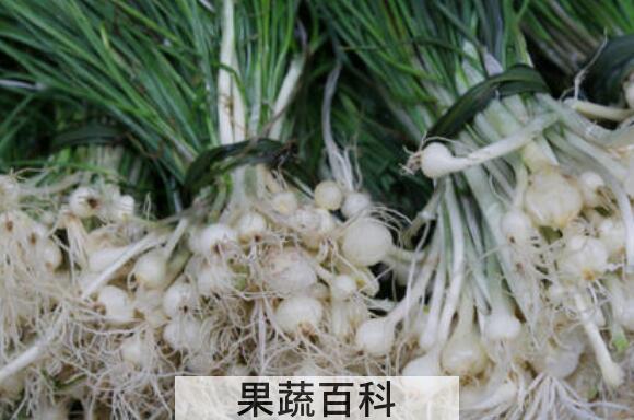 野葱和野蒜的区别 野葱的功效与作用