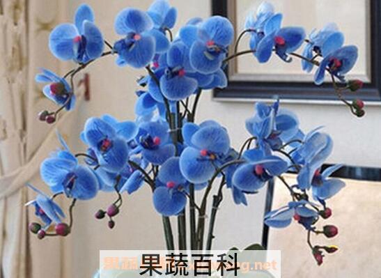 蝴蝶兰的养殖方法技巧