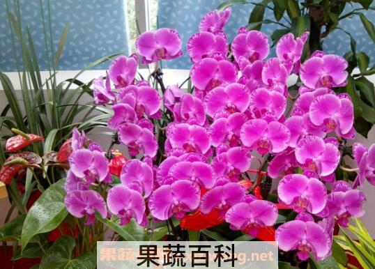 蝴蝶兰的养殖方法技巧