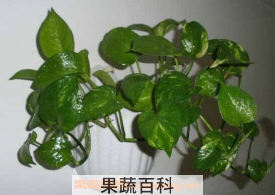 绿萝怎么繁殖 绿萝的繁殖方法教程