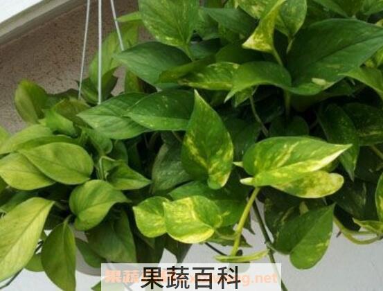 绿萝怎么繁殖 绿萝的繁殖方法教程