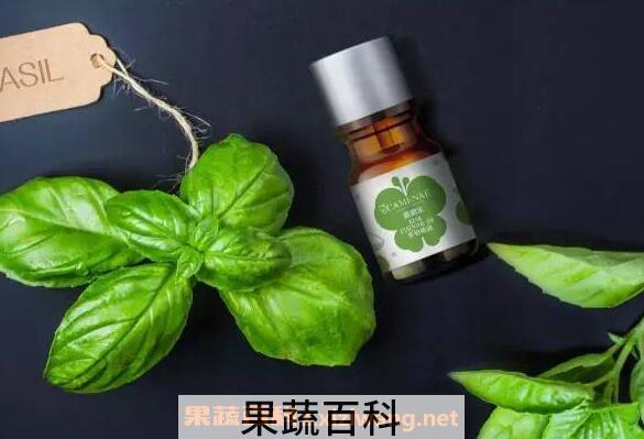  罗勒精油的功效与作用