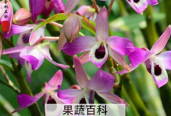 金钗石斛的功效与作用 金钗石斛多少钱一克