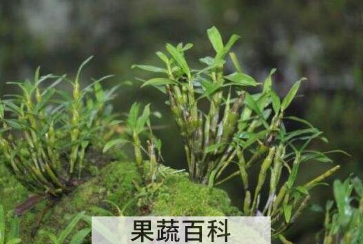 金钗石斛的功效与作用 金钗石斛多少钱一克