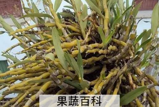 金钗石斛的美容功效