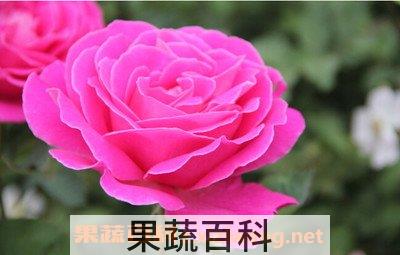 月季花