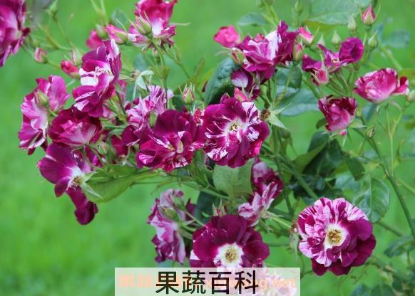 月季花功效