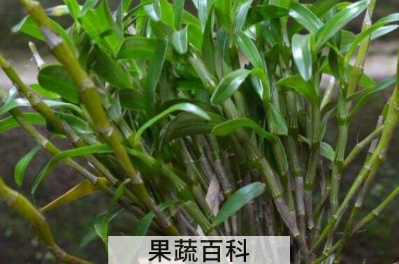 金钗泡水喝有什么功效
