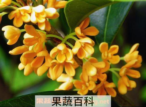 桂花知识