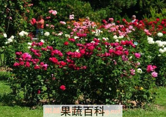 玫瑰花怎么养 玫瑰花的养殖方法技巧