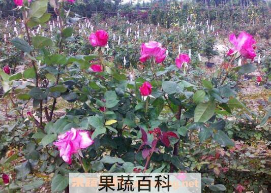 玫瑰花怎么养 玫瑰花的养殖方法技巧