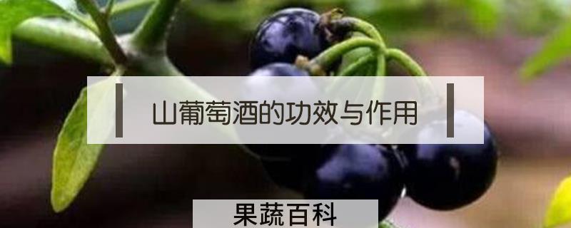 山葡萄酒的功效与作用
