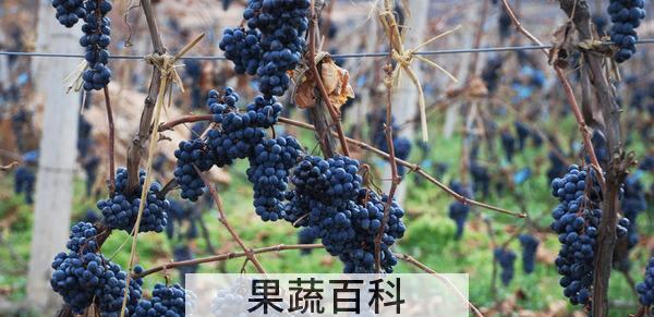 山葡萄酒的功效与作用