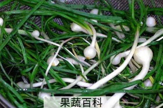 韭白与薤白有什么区别 薤白的功效