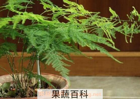文竹怎么养 文竹的养殖方法技巧