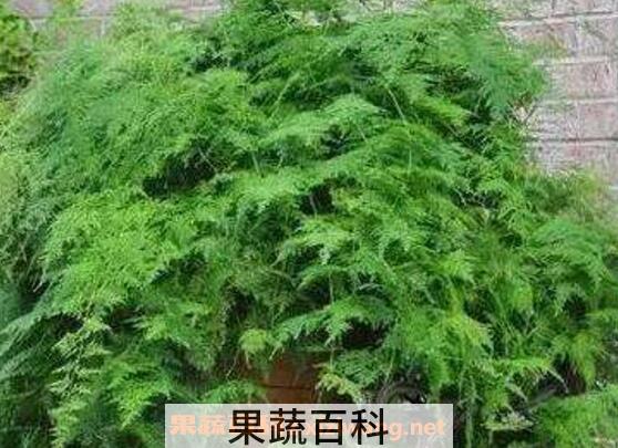 文竹怎么养 文竹的养殖方法技巧