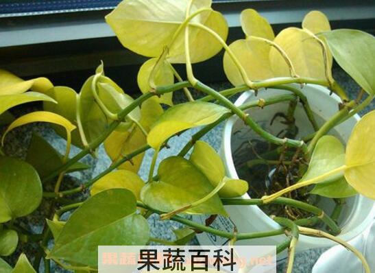绿萝叶子发黄怎么办 绿萝叶子发黄的原因与处理方法
