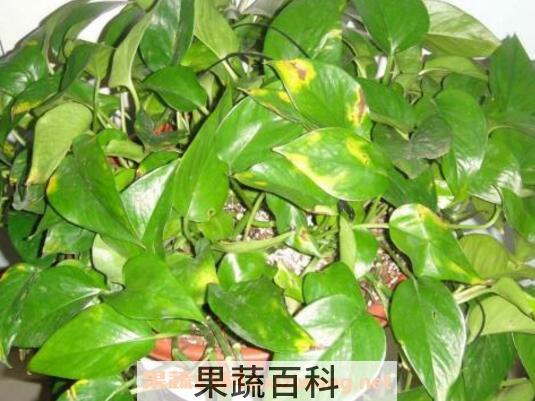 绿萝叶子发黄怎么办 绿萝叶子发黄的原因与处理方法