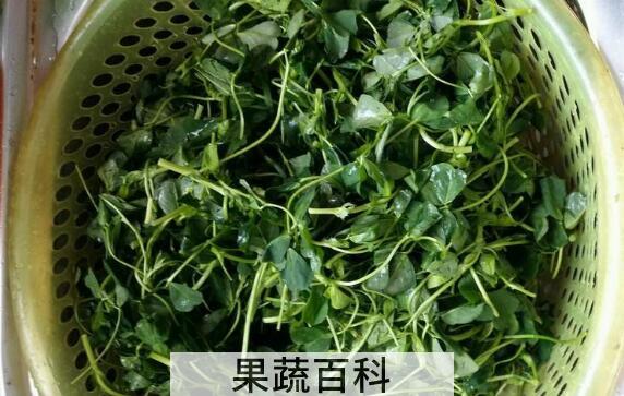 秧草的功效与作用