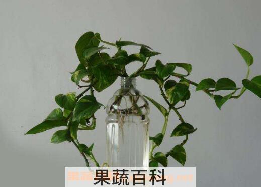 水培绿萝的养殖方法和注意事项