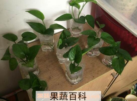 水培绿萝的养殖方法和注意事项