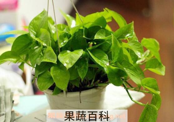 啤酒浇绿萝的正确方法 啤酒浇绿萝的好处