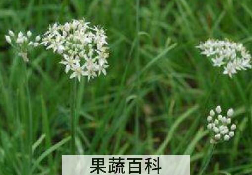 韭白的功效与作用及禁忌症