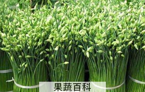 韭白的功效与作用及禁忌症