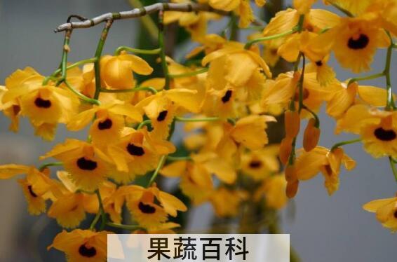 流苏石斛的功效与作用 流苏石斛多少钱一斤