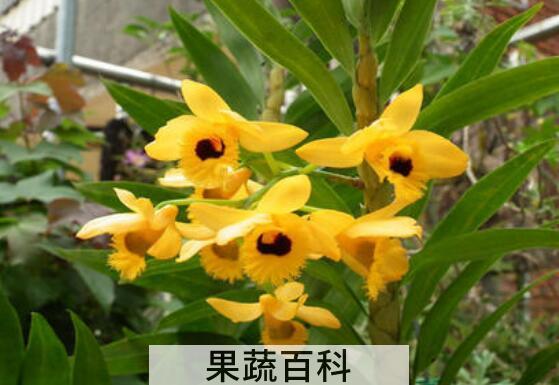 流苏石斛的功效与作用 流苏石斛多少钱一斤