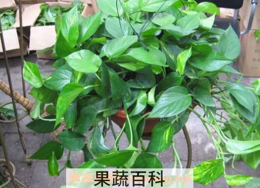 绿萝吊兰的养殖方法和养殖注意事项