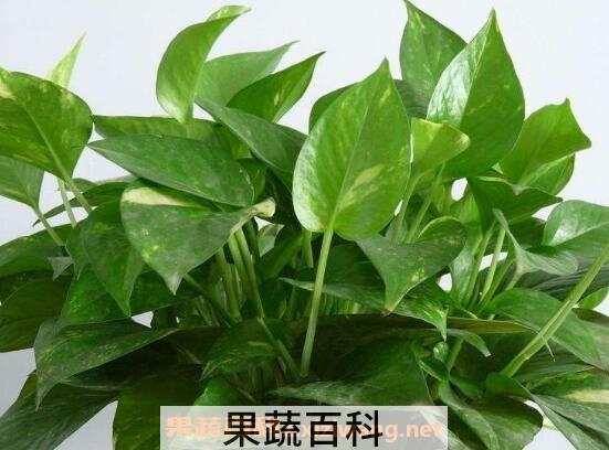 绿萝吊兰的养殖方法和养殖注意事项