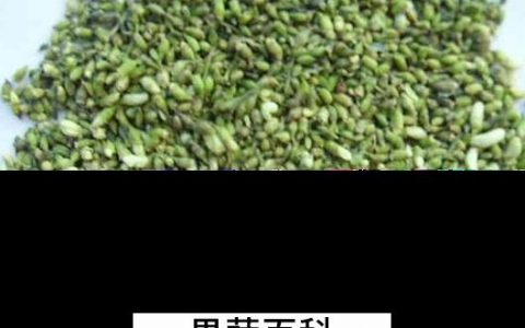 槐米是什么 槐米的功效与禁忌