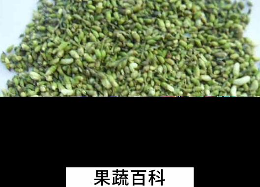果蔬百科槐米的功效与禁忌