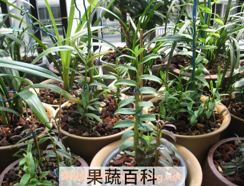 石斛如何种植 石斛种植方法