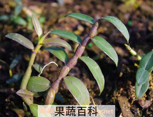 石斛如何种植 石斛种植方法