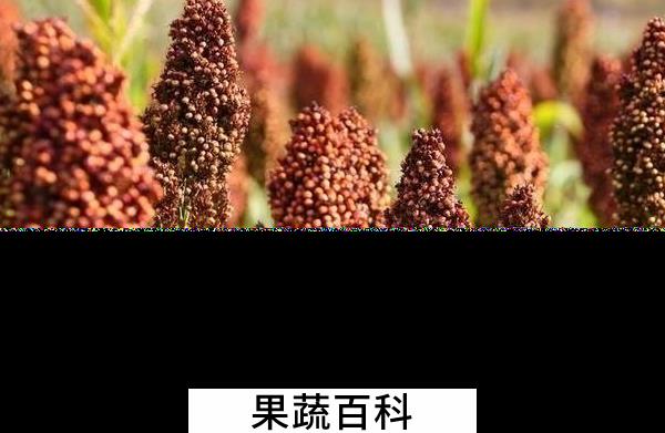 果蔬百科高粱的功效与作用