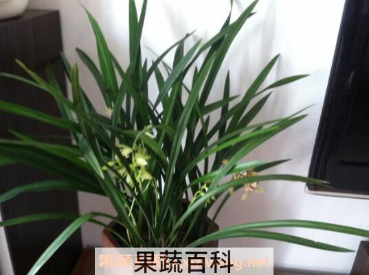 兰花如何养殖 兰花的种植方法