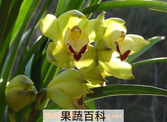 兰花如何养殖 兰花的种植方法