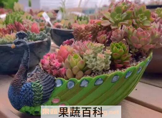 多肉植物怎么养 养殖多肉植物的注意事项