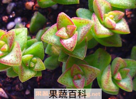 多肉植物怎么养 养殖多肉植物的注意事项