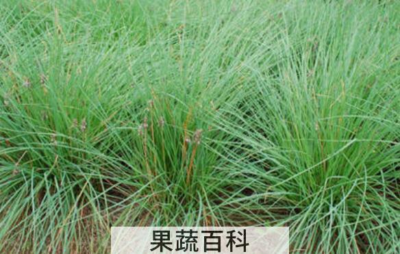 团葱的功效与作用