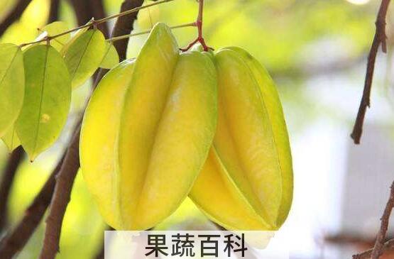 杨桃还可以怎么吃 杨桃怎么吃比较正确