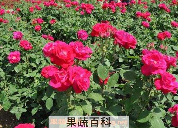 玫瑰花如何种植 玫瑰花的种植方法