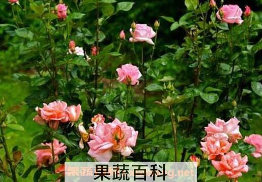 玫瑰花如何种植 玫瑰花的种植方法
