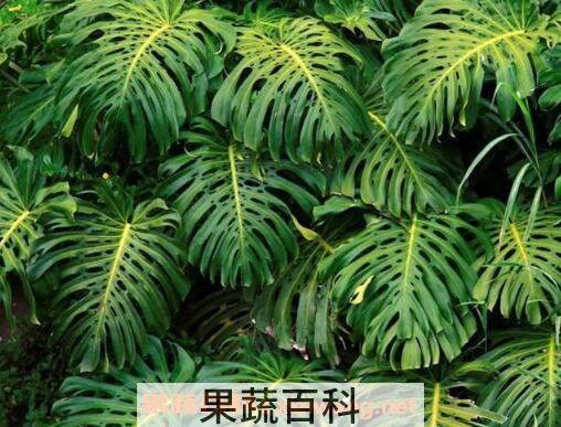 狮子尾的功效与作用
